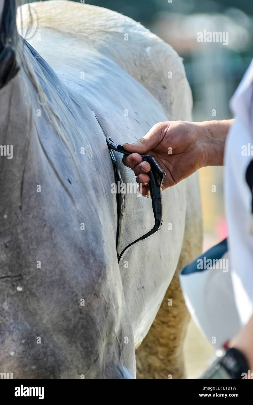 Controllare Vet Horse frequenza cardiaca in un concorso Foto Stock