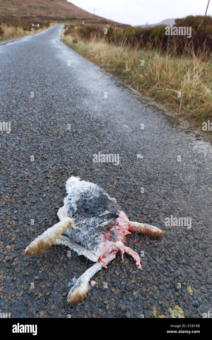 Morto lepre di montagna su strada Foto Stock