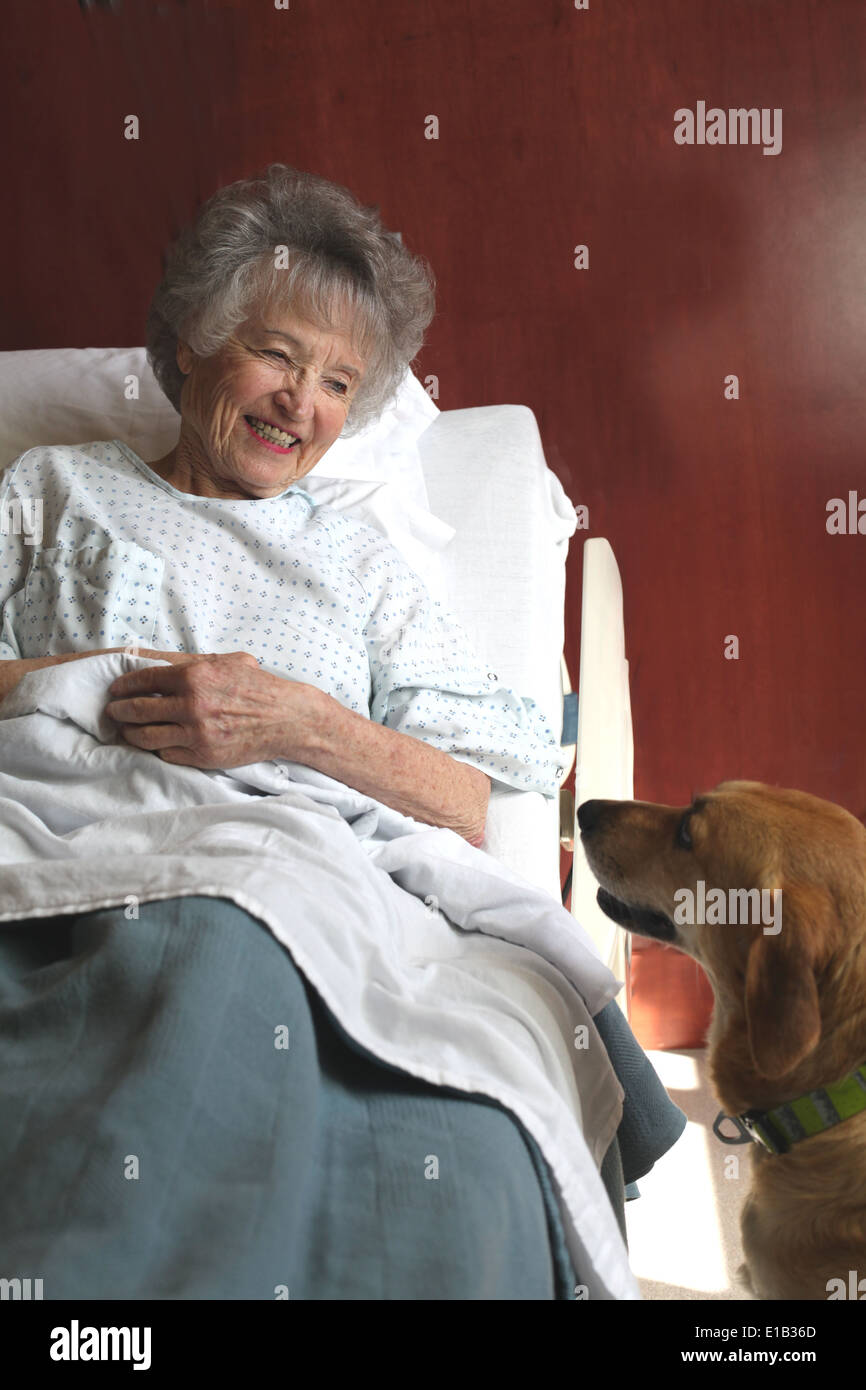 La terapia cane visitare una donna anziana paziente n camera di ospedale. Foto Stock