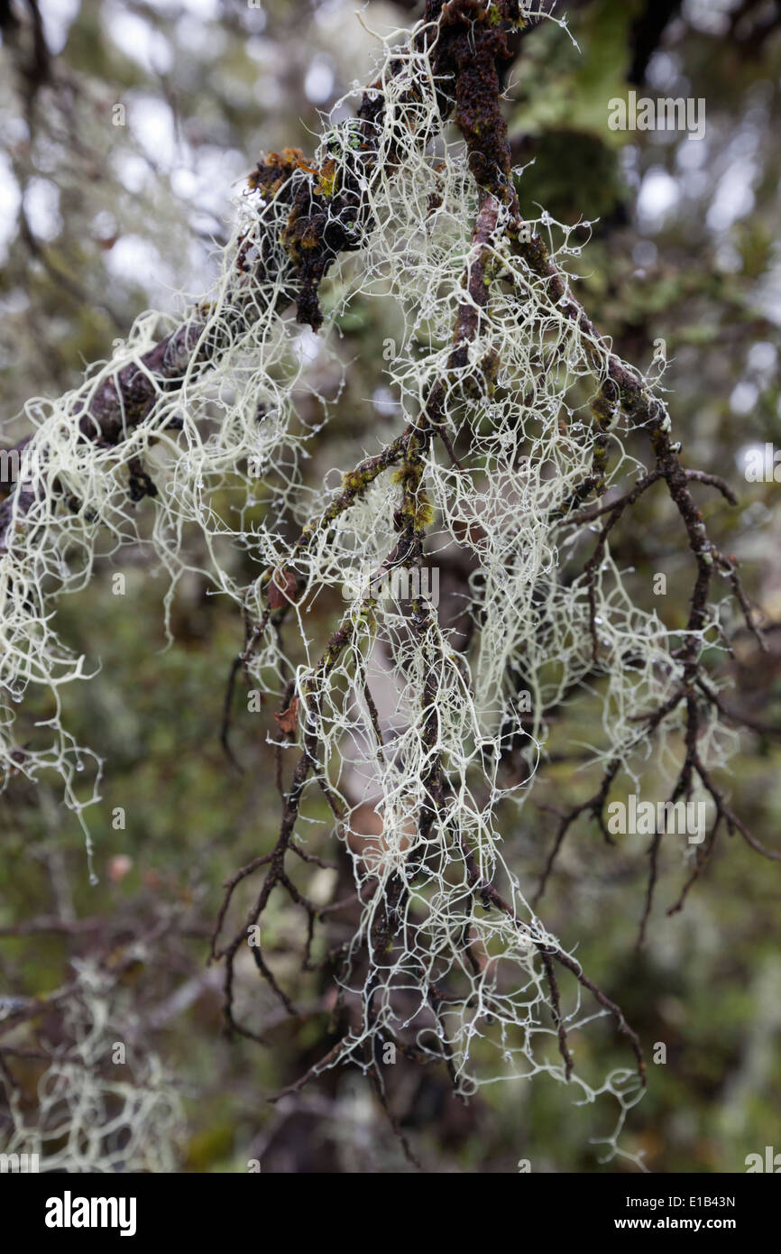 Usnea crescente sul ramo di albero Foto Stock