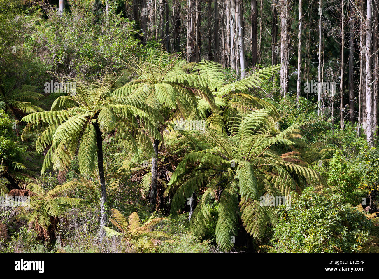 Ponga o Silver Fern (Cyathea dealbata) Foto Stock