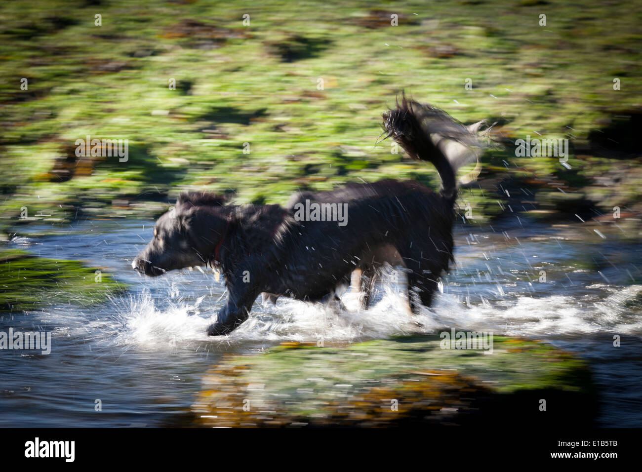 Ad umido di tipo collie cane che corre attraverso acqua avendo divertimento. Foto Stock