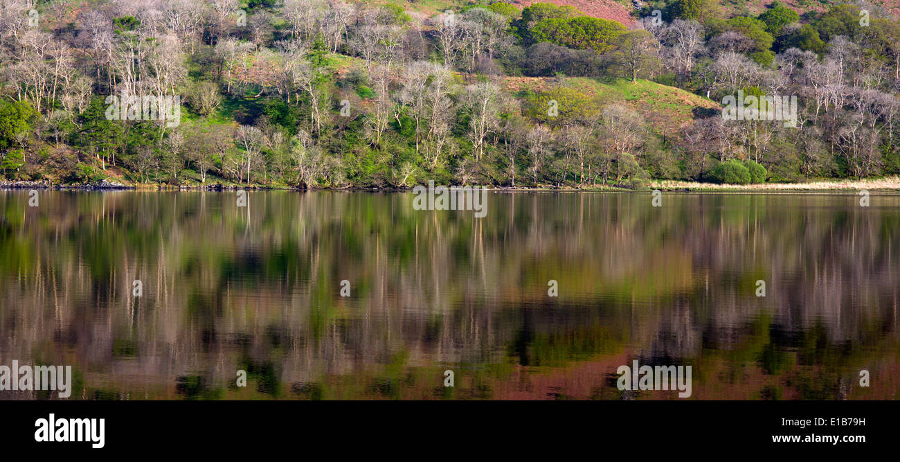 Le riflessioni di Llyn Gwynant un lago nella valle di Nantgwynant nel cuore del Parco Nazionale di Snowdonia Gwynedd North Wales, Regno Unito Foto Stock