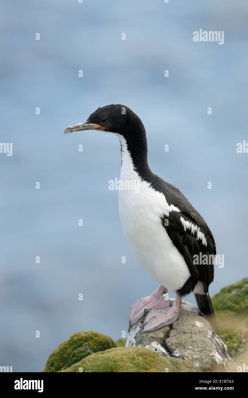 Isola di Auckland shag (Leucocarbo colensoi) permanente sulla scogliera. Foto Stock