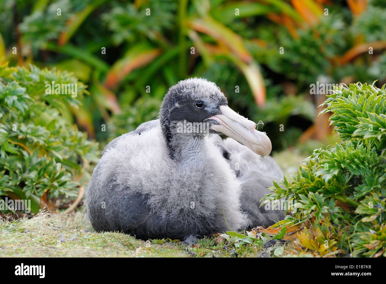 Bambino gigante settentrionale Petrel (Macronectes halli) close-up. Foto Stock