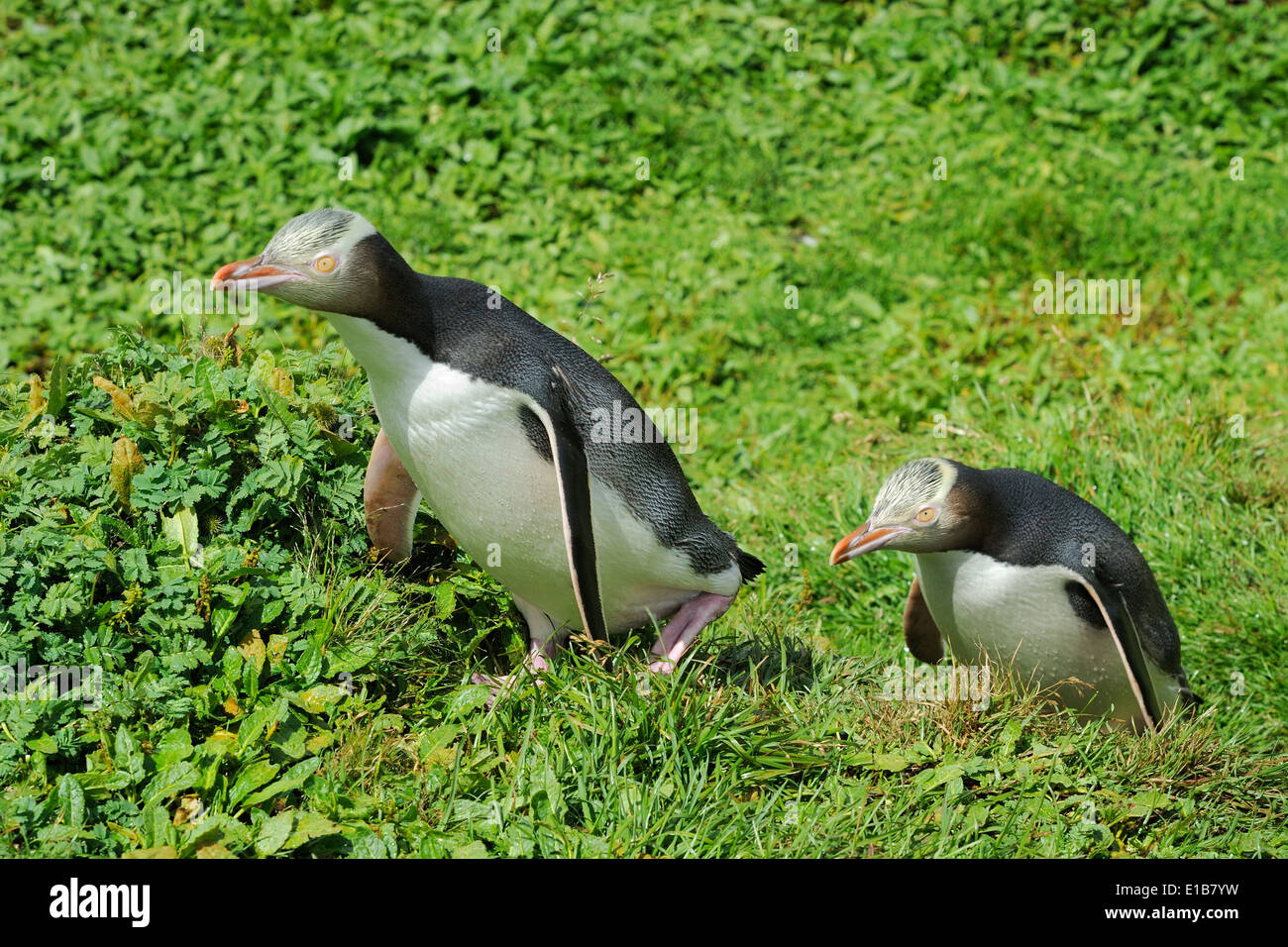 Due giallo-eyed pinguini ( Megadyptes antipodes) camminando attraverso l'erba. Foto Stock