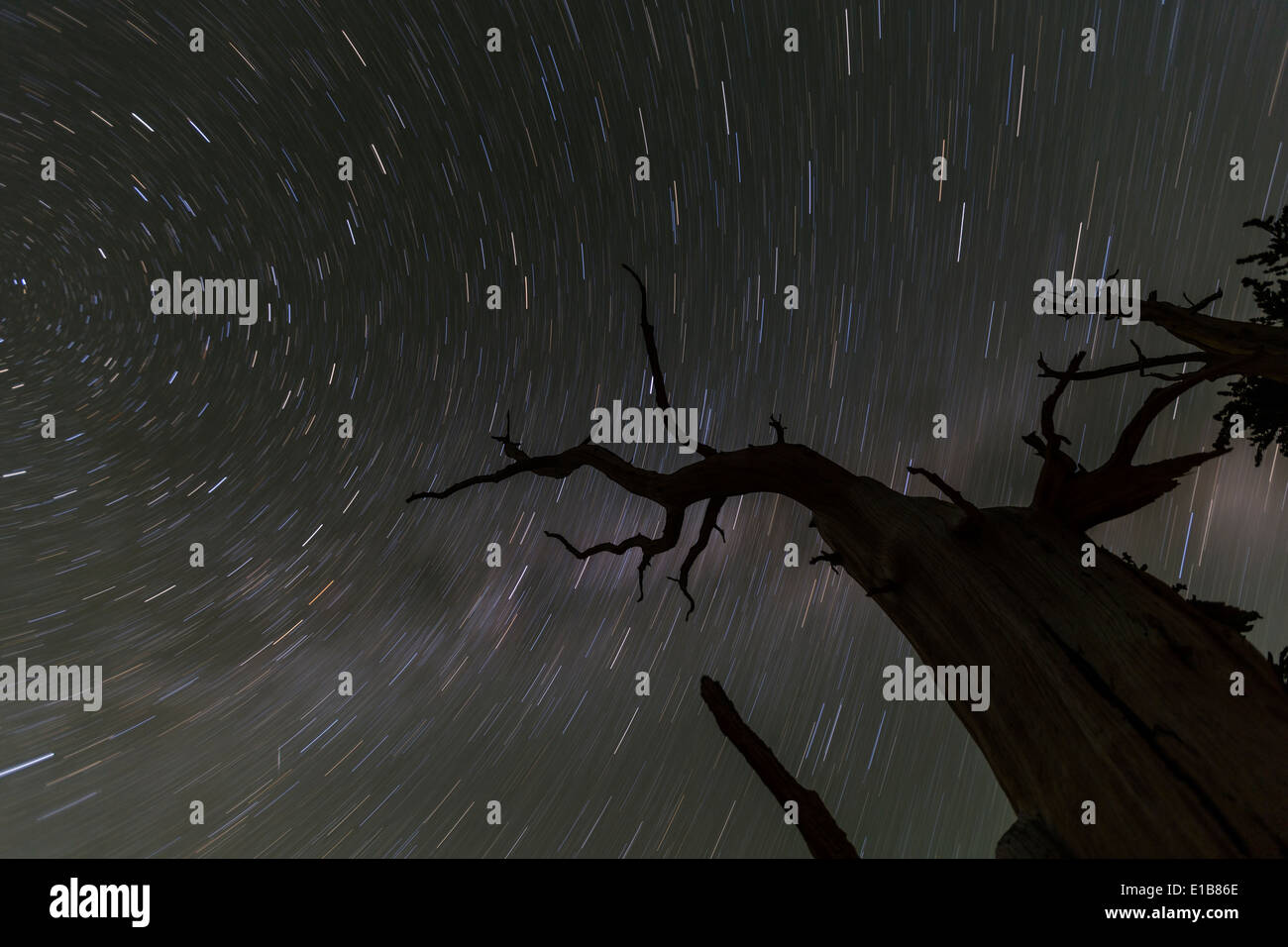 Cielo notturno tracce stellari con albero morto in California della Sierra Nevada. Foto Stock