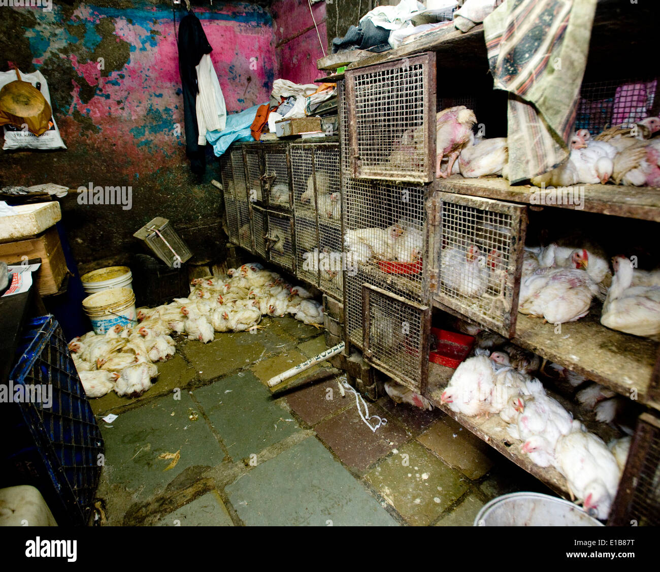 "Fatti a mano ' tritare . Le scene al mercato della carne uno enorme macelleria , Crawford Mkt , Mumbai sud Foto Stock