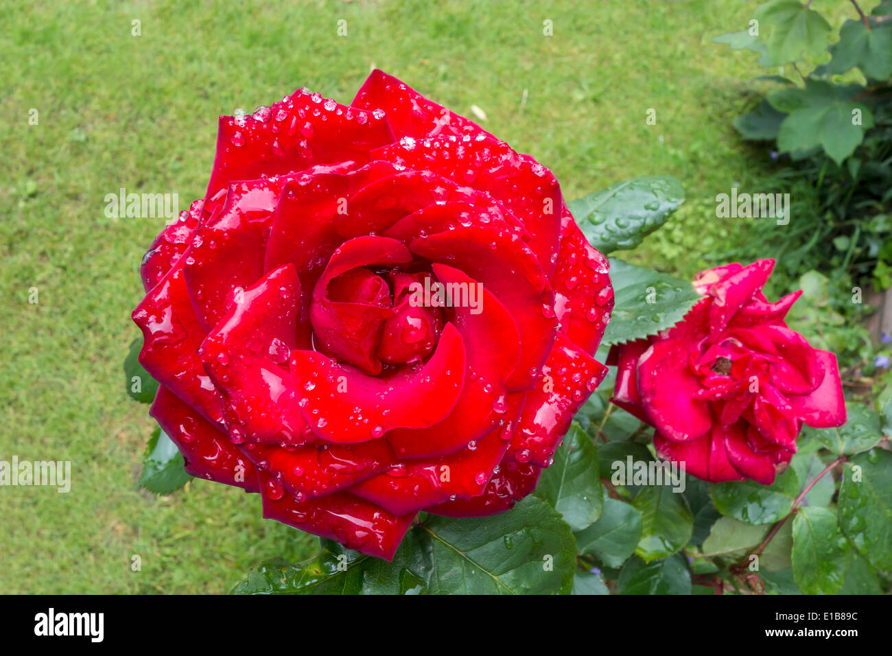 Rosa rossa Foto Stock