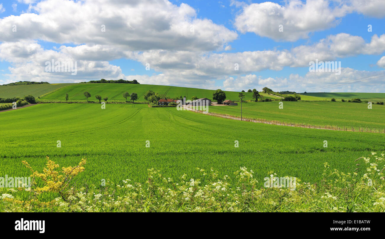 Un inglese un paesaggio rurale con campo di grano precoce e agriturismo a distanza Foto Stock