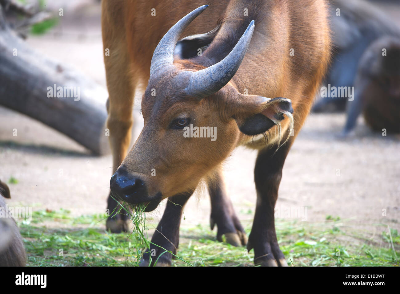 Syncerus caffer nanus, African Forest buffalo, rotbueffel africana di Buffalo, Afrikanischer bueffel, zoo Foto Stock