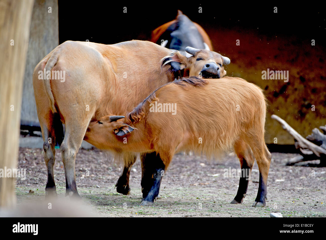 Syncerus caffer nanus, African Forest buffalo, rotbueffel africana di Buffalo, Afrikanischer bueffel, zoo Foto Stock