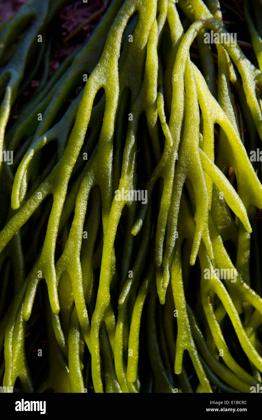 Alga verde (Codium tomentosum) in un pool di marea. Laredo, Cantabria, Spagna, Europa. Foto Stock