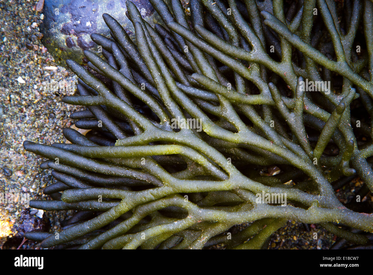 Alga verde (Codium tomentosum) in un pool di marea. Laredo, Cantabria, Spagna, Europa. Foto Stock