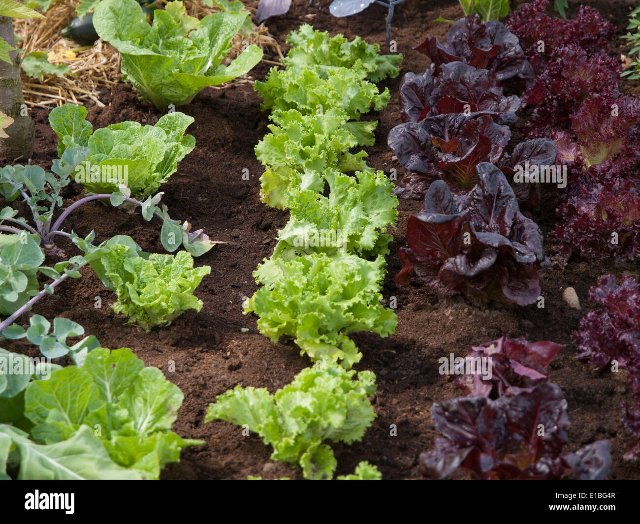 RHS Tatton Park Show Garden 2013 Foto Stock