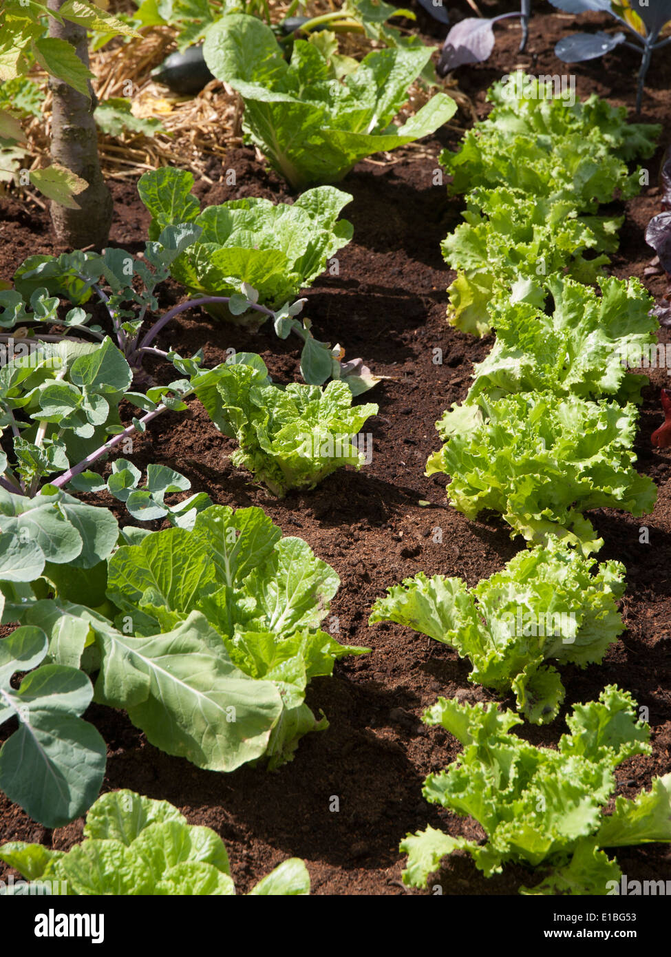RHS Tatton Park Show Garden 2013 Foto Stock
