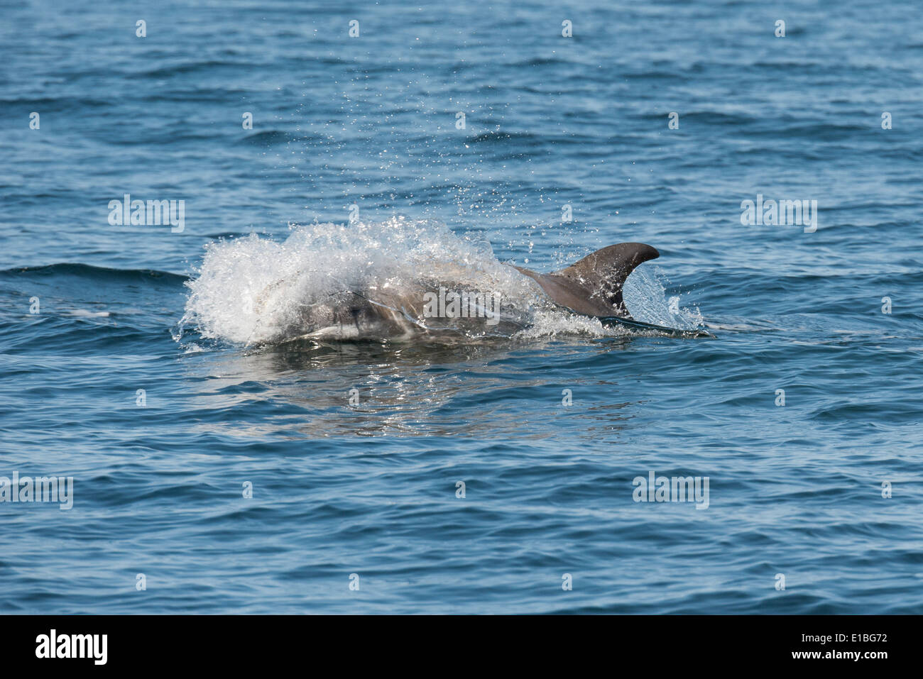 Risso (Dolphin Grampus griseus) di riporto. Monterey, California, Oceano Pacifico. Foto Stock