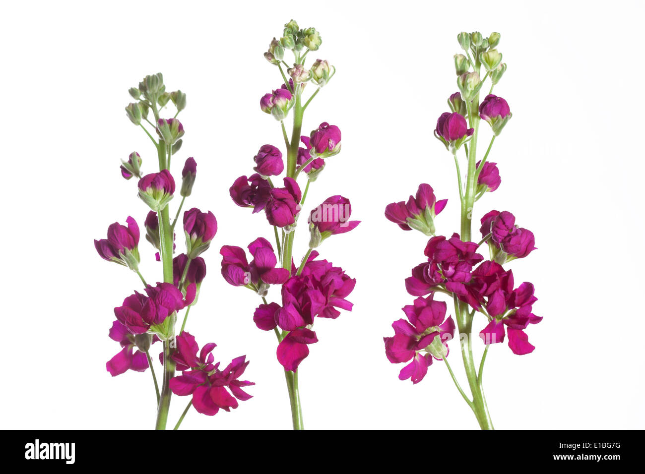 Matthiola notte profumata di stock su sfondo bianco Foto Stock