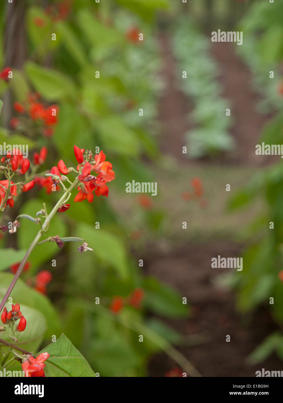 RHS Tatton Park Show Garden 2013 Foto Stock