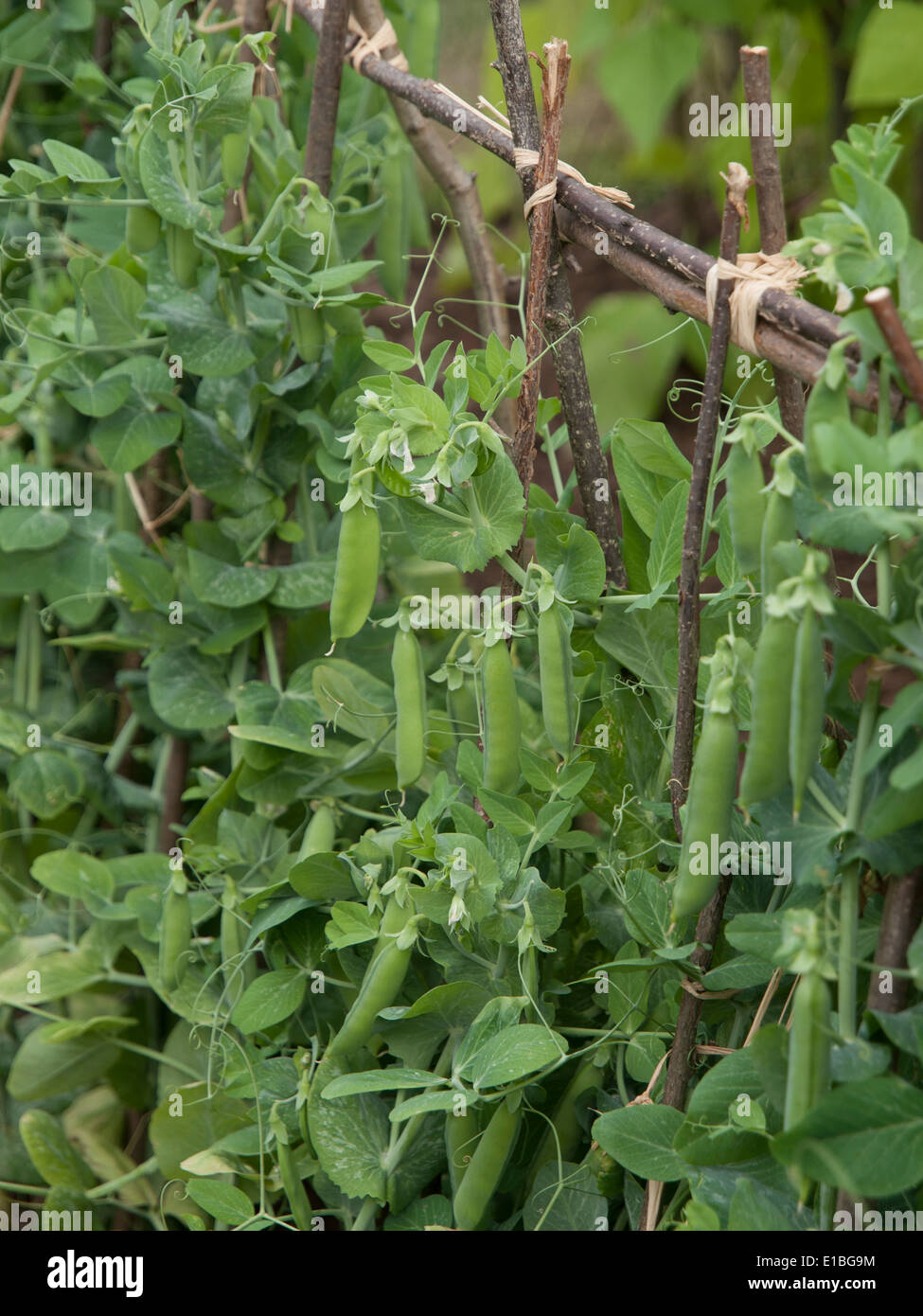 RHS Tatton Park Show Garden 2013 Foto Stock