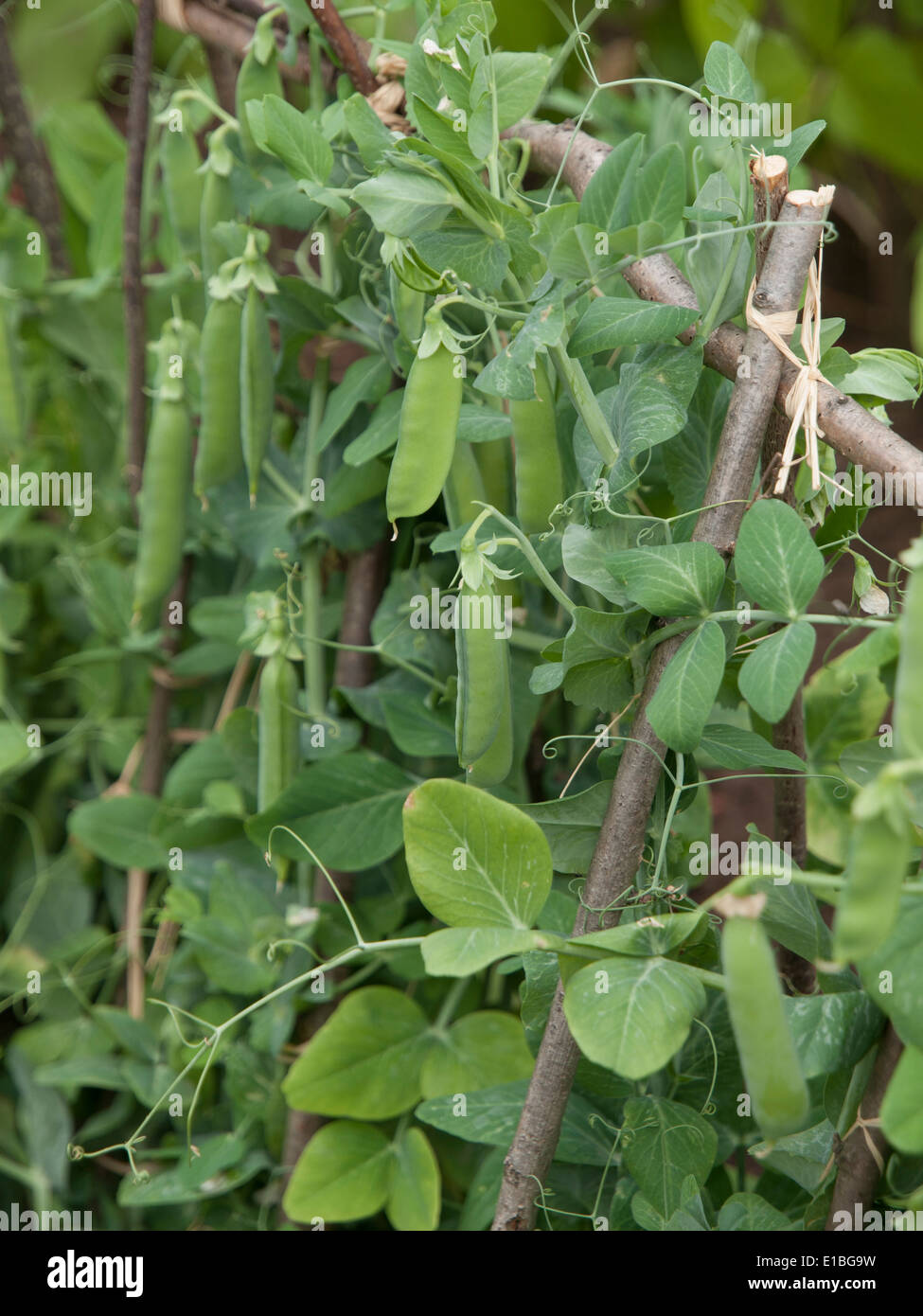 RHS Tatton Park Show Garden 2013 Foto Stock