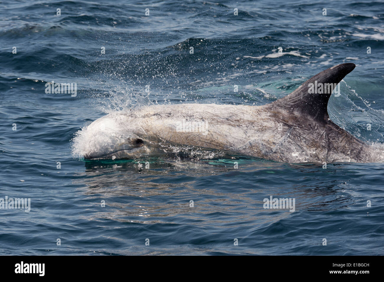 Risso (Dolphin Grampus griseus) di riporto. Monterey, California, Oceano Pacifico. Foto Stock