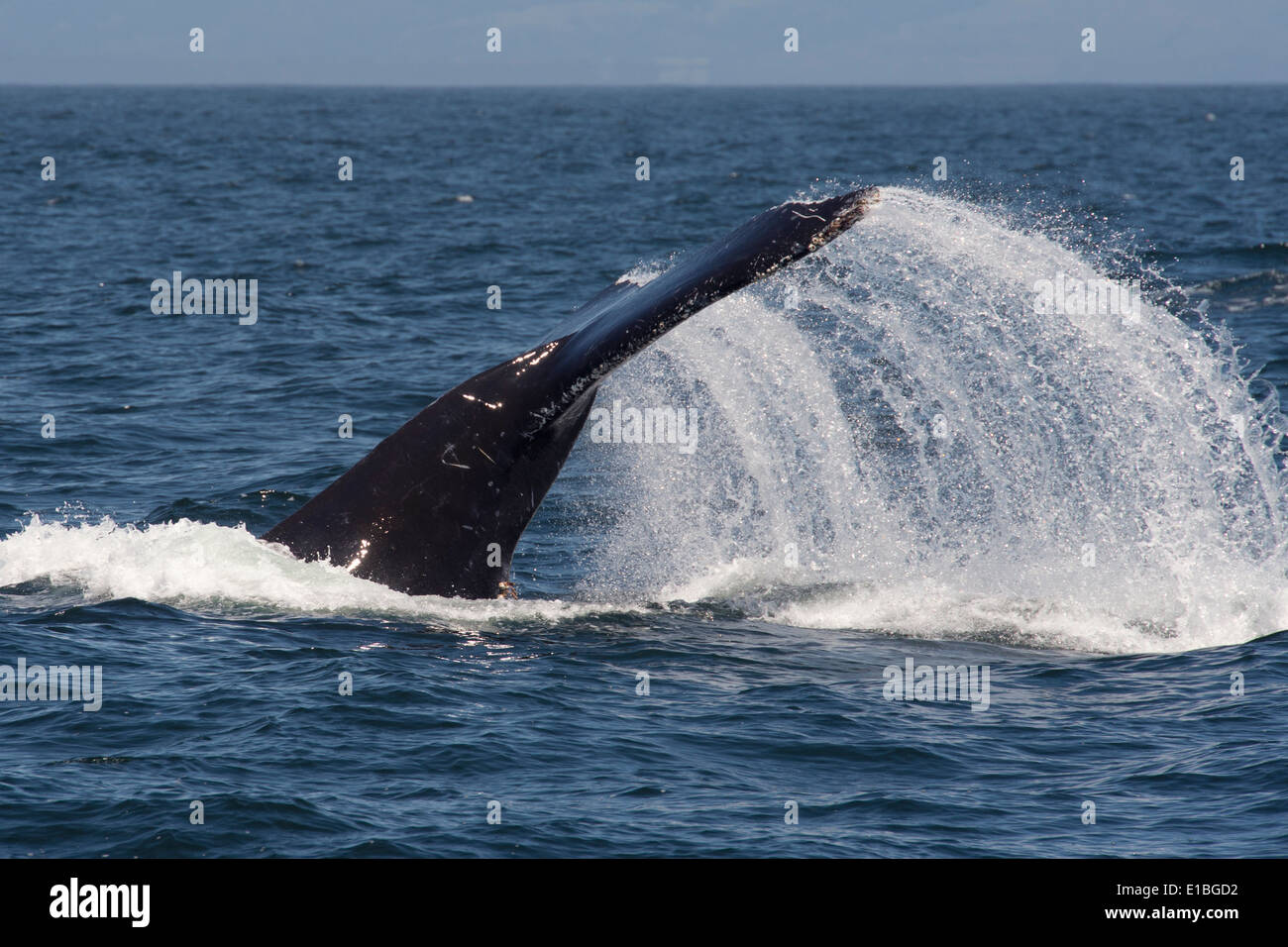 Humpback Whale (Megaptera novaeangliae) lob-tailing. Monterey, California, Oceano Pacifico. Foto Stock