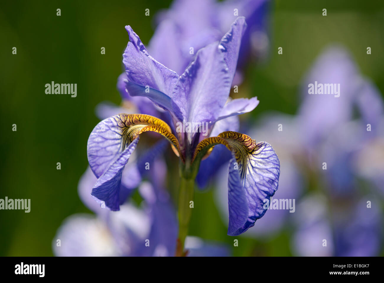 Iris robusta "Gerald Darby' in RBC paesaggi acquatici giardino alla RHS Chelsea Flower Show 2014, London REGNO UNITO Foto Stock