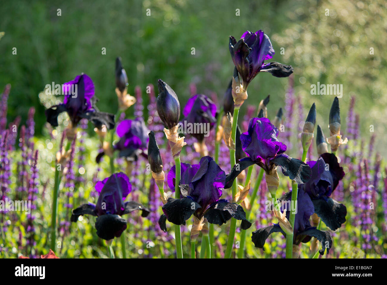 Iris germanica 'Deep nero' nel torbido Bay giardino alla RHS Chelsea Flower Show 2014, London REGNO UNITO Foto Stock