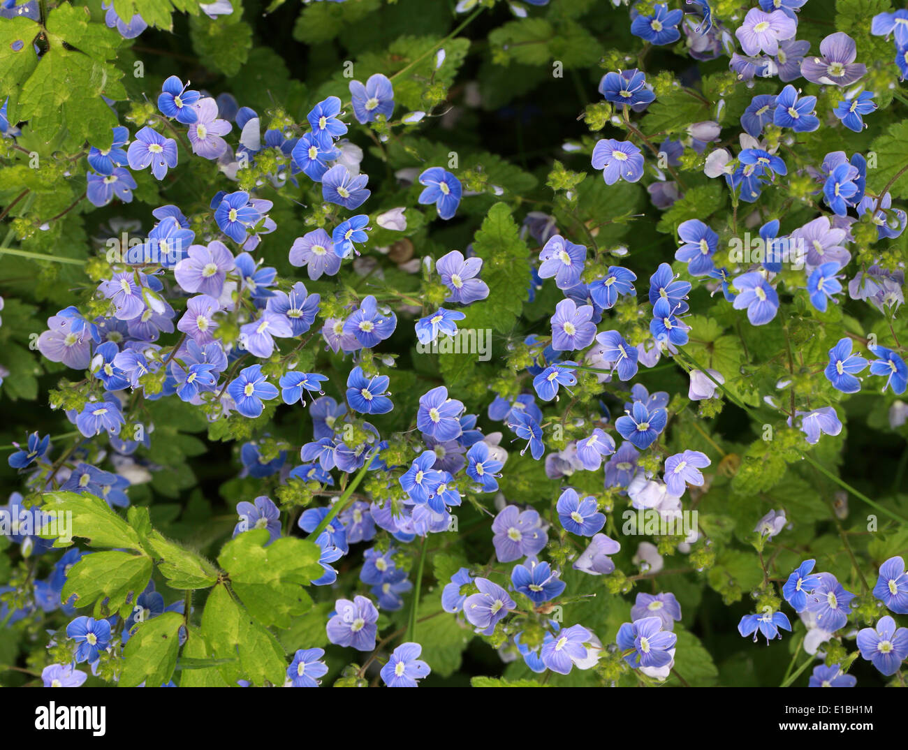 Germander Speedwell, Veronica chamaedrys, Plantaginaceae (Scrophulariaceae). Noto anche come gatti occhio. Un britannico di fiori selvatici. Foto Stock