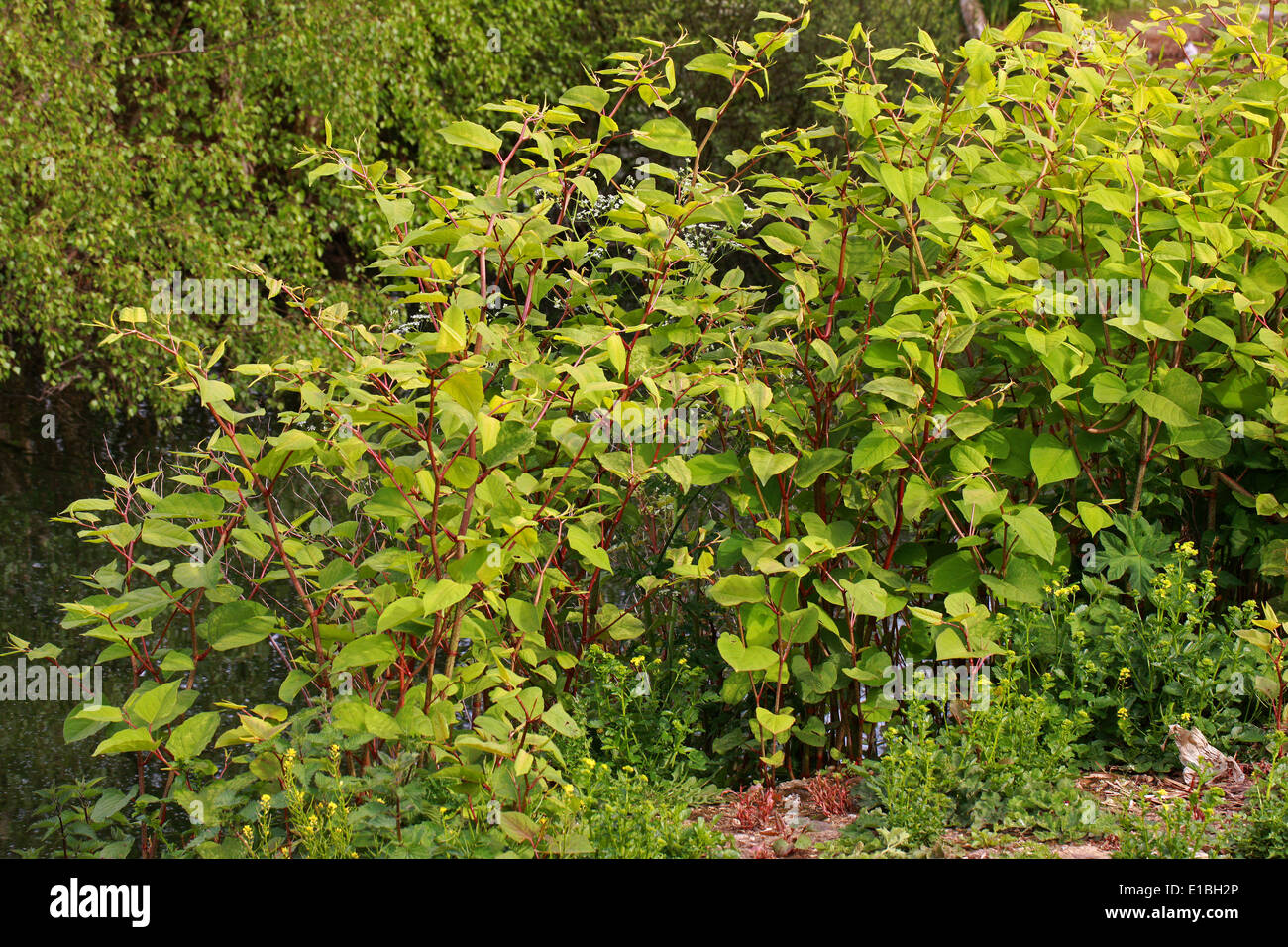 Knotweed giapponese, Fallopia japonica, poligonacee. Syn. Polygonum cuspidatum. Foto Stock