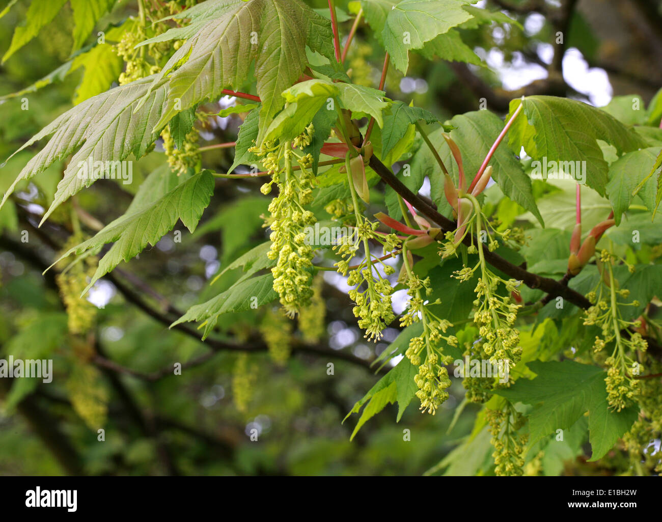 Sicomoro fiori, Acer pseudoplatanus, Aceraceae (Sapindaceae). Foto Stock