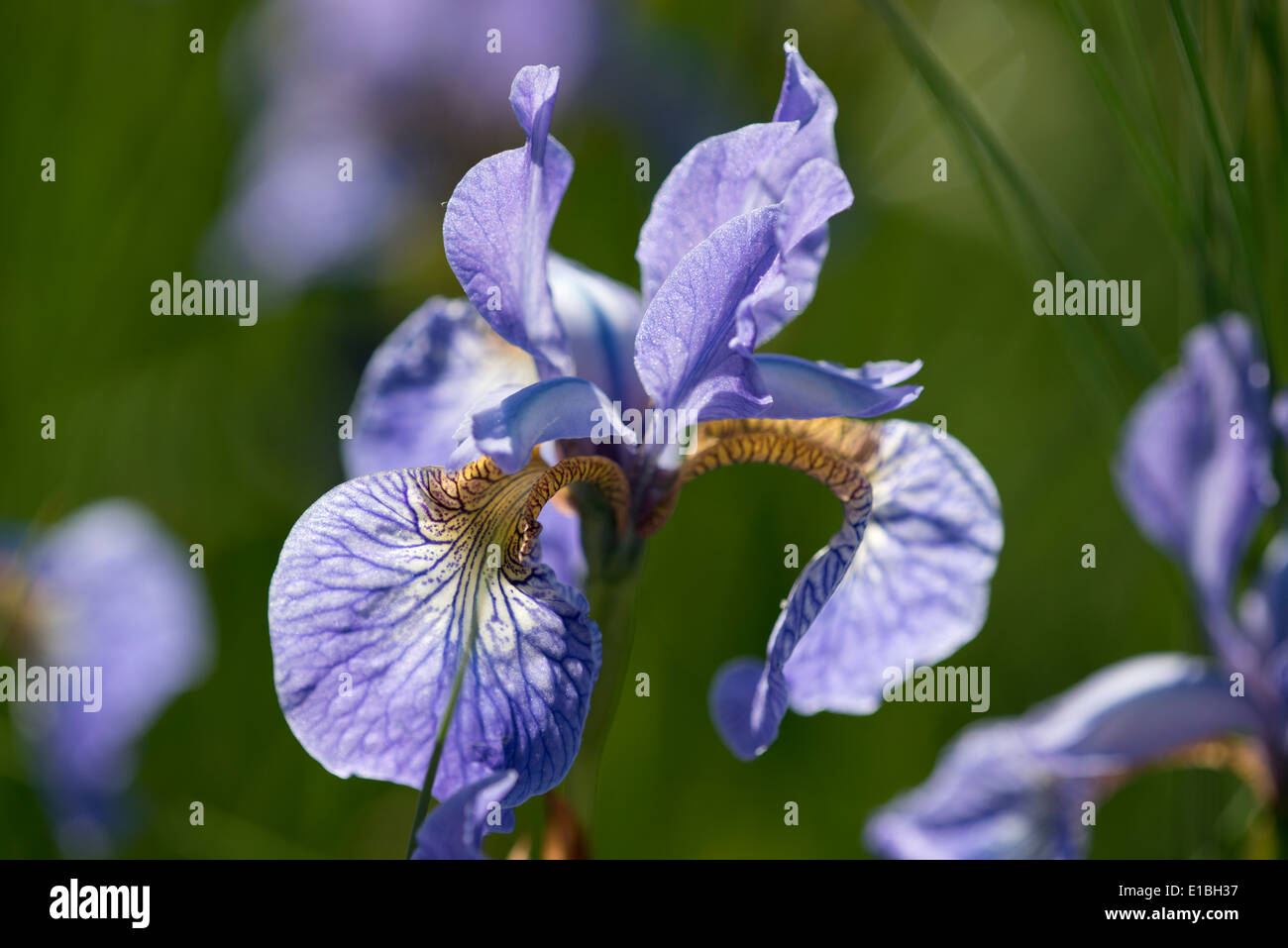 Iris robusta "Gerald Darby' in RBC paesaggi acquatici giardino alla RHS Chelsea Flower Show 2014, London REGNO UNITO Foto Stock