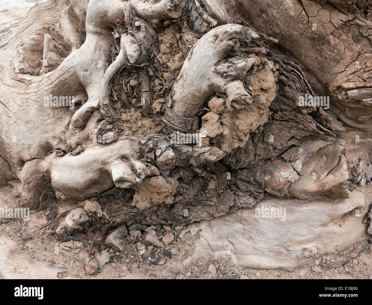 Close up nodose sradicate ceppo di albero Foto Stock