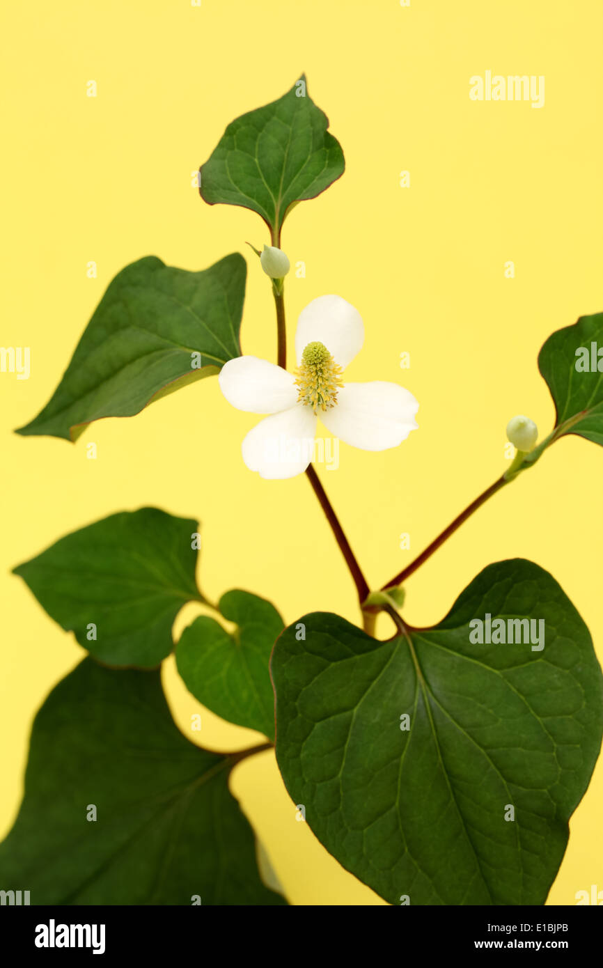 Fiore bianco di houttuynia cuoriformi impianto, dokudami Foto Stock