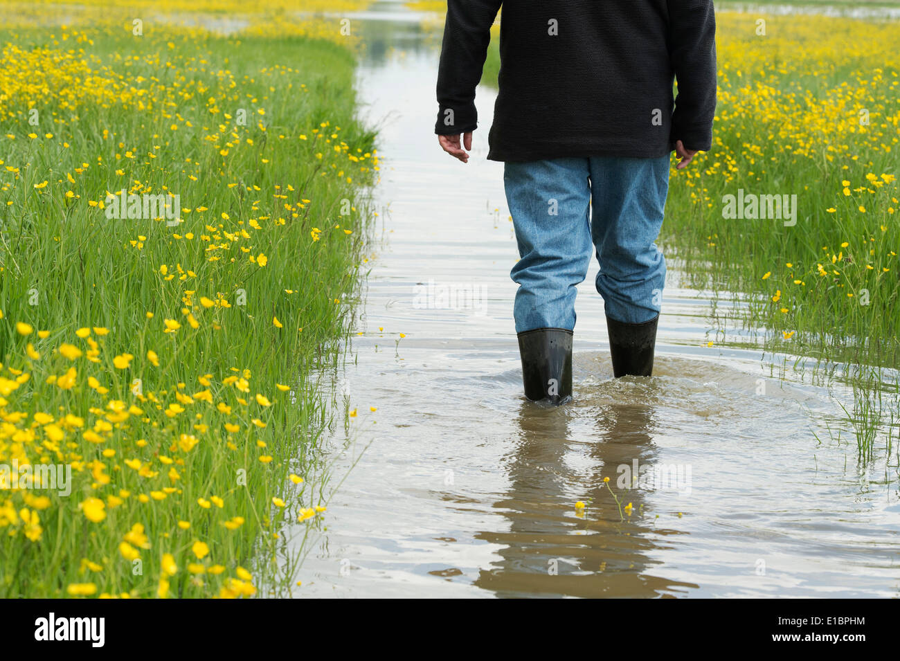 Uomo in stivali da pioggia a piedi in acqua di inondazione in un campo. Inghilterra Foto Stock