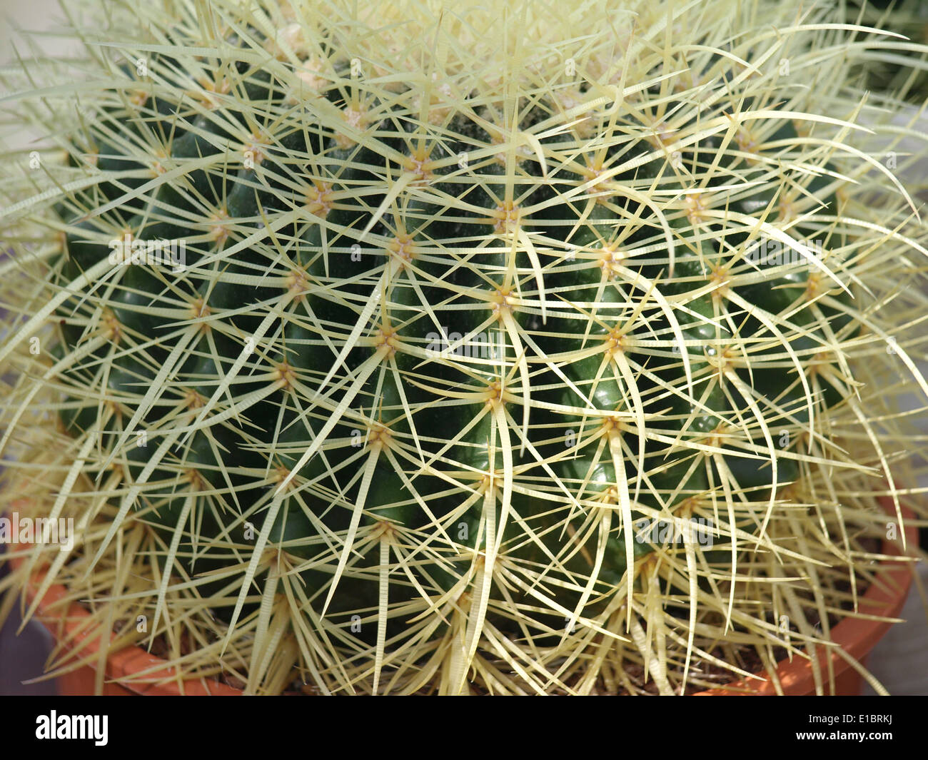 Splendido piccolo cactus con le sue grandi dorsali Foto Stock