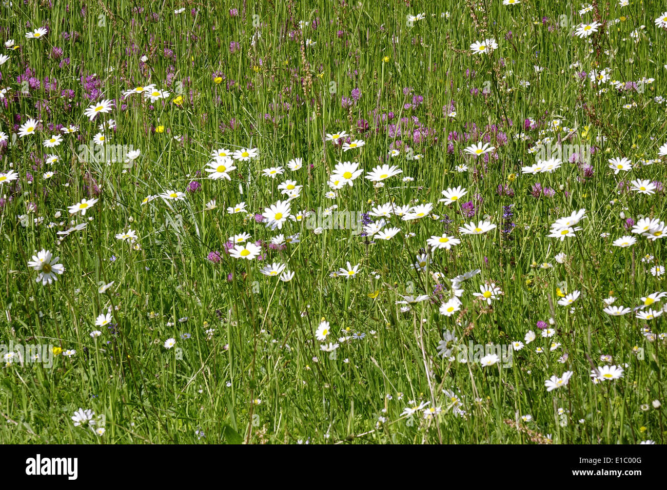 Wiese mit Magerwiesen-Margeriten (Leucanthemum vulgare), Auch Wiesen-Margerite oder Wiesen-Wucherblume, Deutschland, Europa Foto Stock
