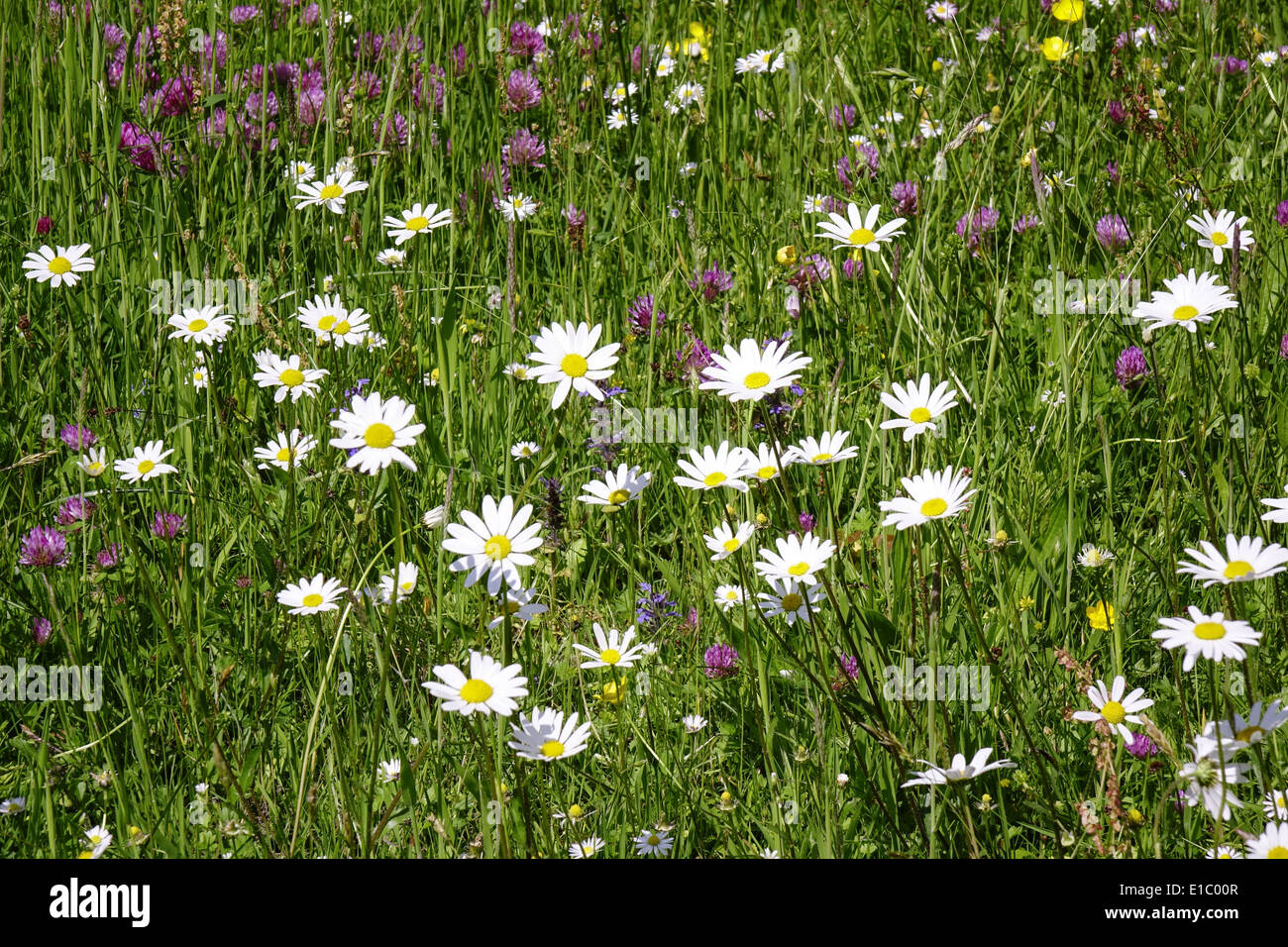 Wiese mit Magerwiesen-Margeriten (Leucanthemum vulgare), Auch Wiesen-Margerite oder Wiesen-Wucherblume, Deutschland, Europa Foto Stock