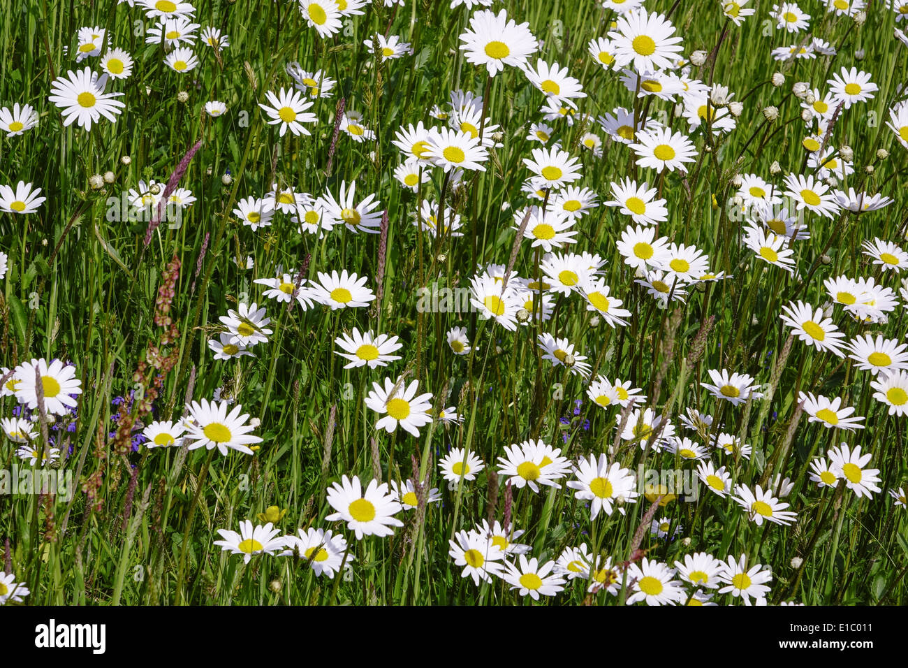Wiese mit Magerwiesen-Margeriten (Leucanthemum vulgare), Auch Wiesen-Margerite oder Wiesen-Wucherblume, Deutschland, Europa Foto Stock