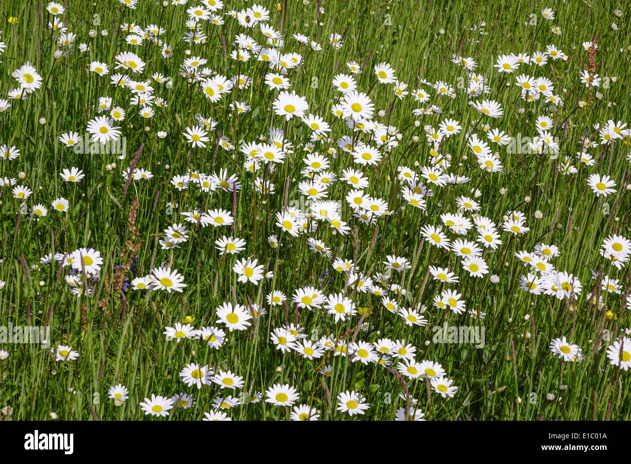 Wiese mit Magerwiesen-Margeriten (Leucanthemum vulgare), Auch Wiesen-Margerite oder Wiesen-Wucherblume, Deutschland, Europa Foto Stock