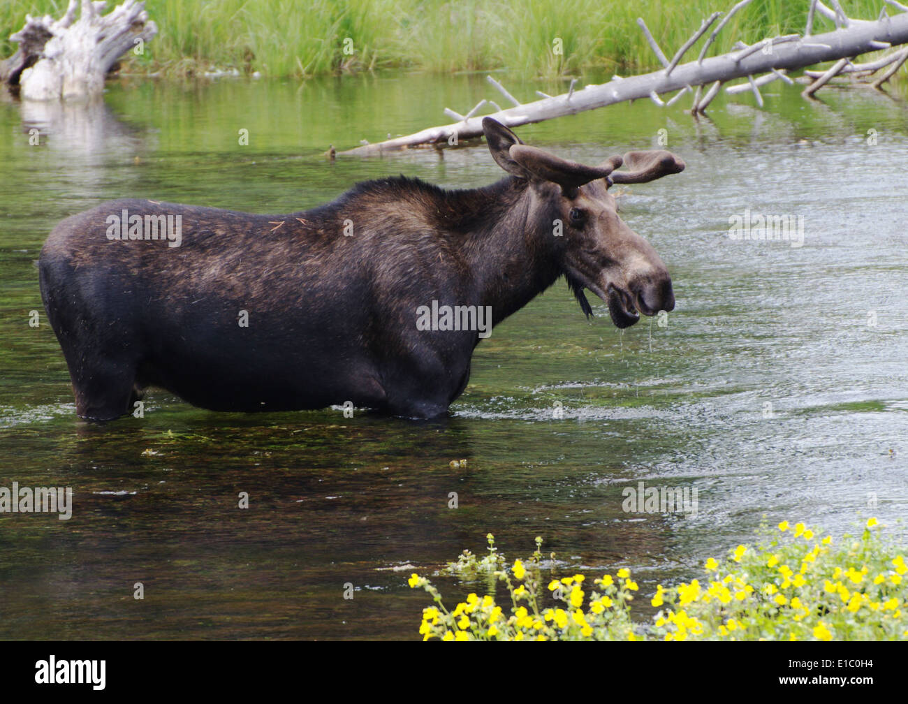 Npnht-moose-henrys-forcella-serpente-fiume-isola-park-id-07112012-rogermpeterson-005 Foto Stock