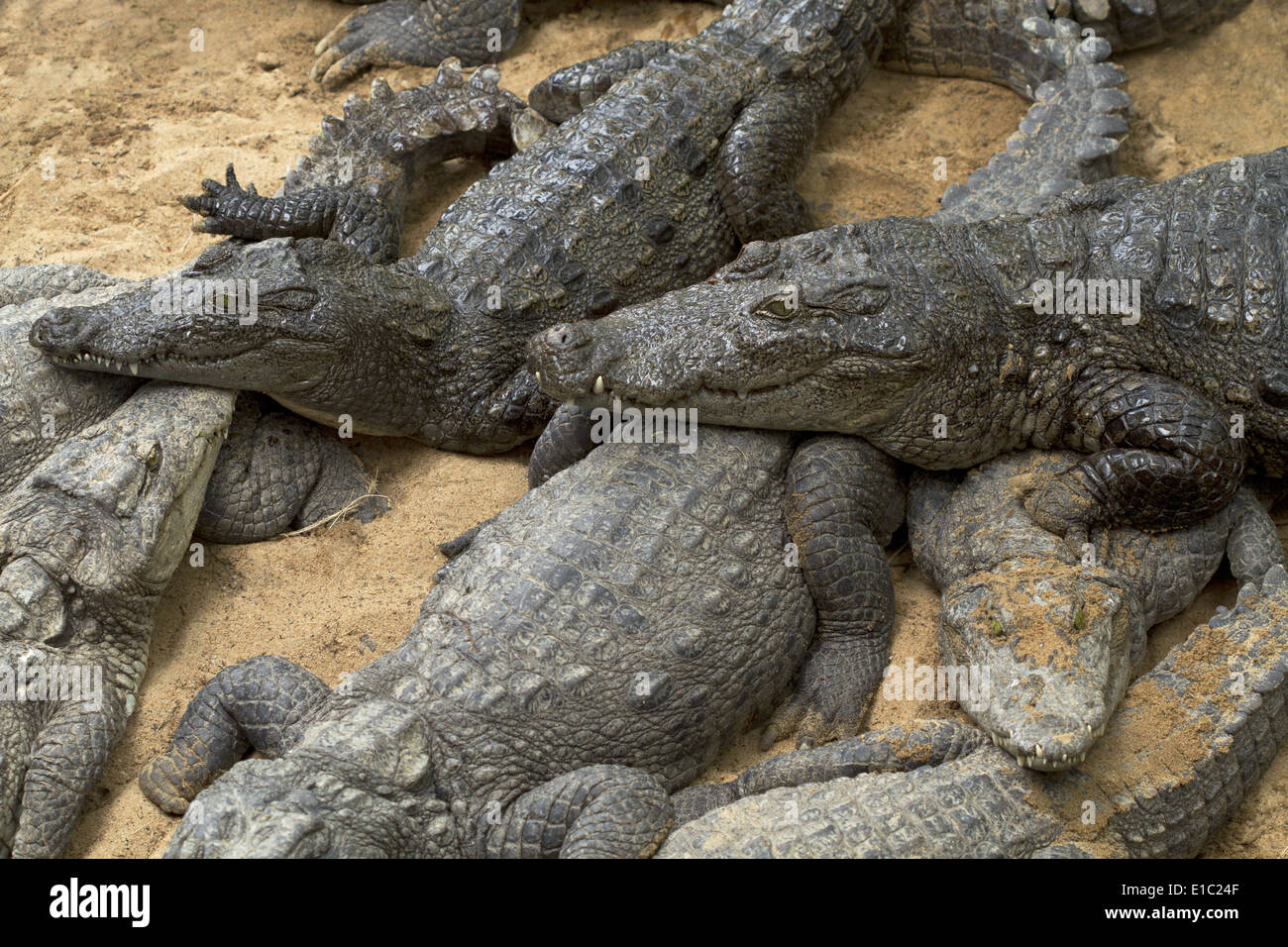 Mugger o marsh coccodrilli, Crocodylus palustris a Madras Crocodile Bank Trust, Mammalapuram, Tamil Nadu, India Foto Stock