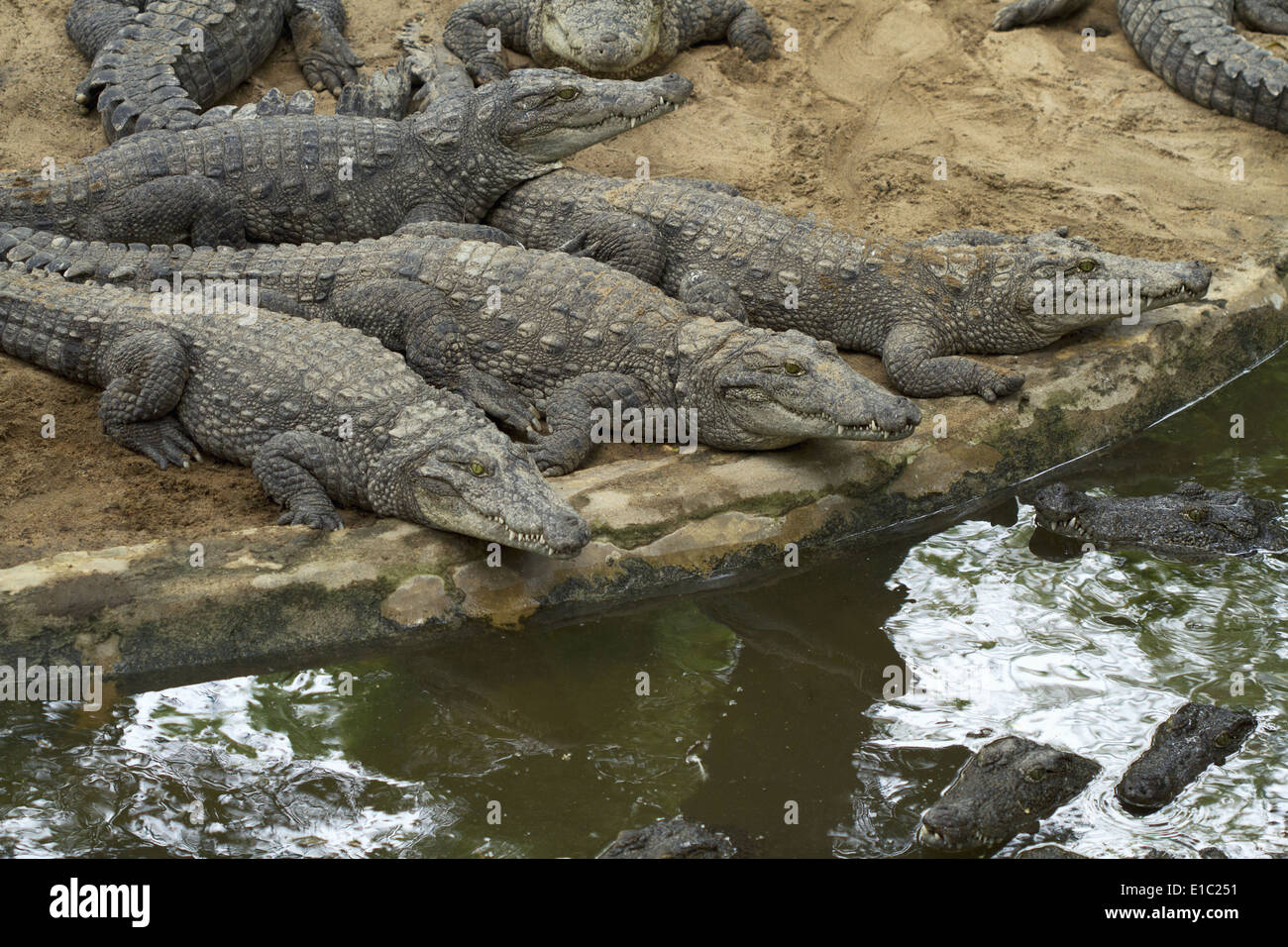 Mugger coccodrilli o marsh coccodrilli, Crocodylus palustris crogiolarsi in sun. Mammalapuram, Tamil Nadu, India Foto Stock