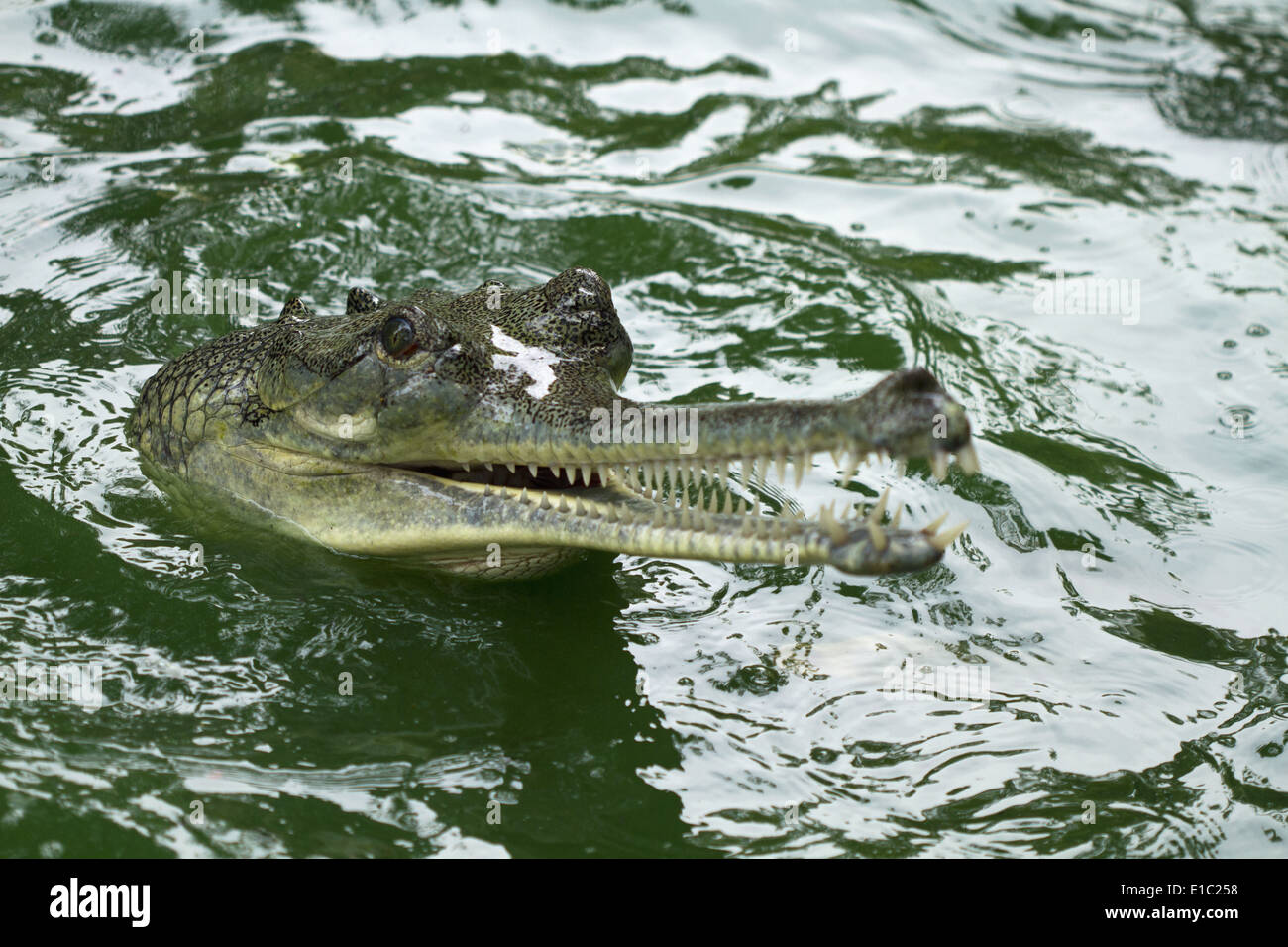 Gharial femmina, Gavialis gangeticus. Specie in via di estinzione. Avanzamento sul pesce. Mammalapuram, Tamil Nadu, India Foto Stock