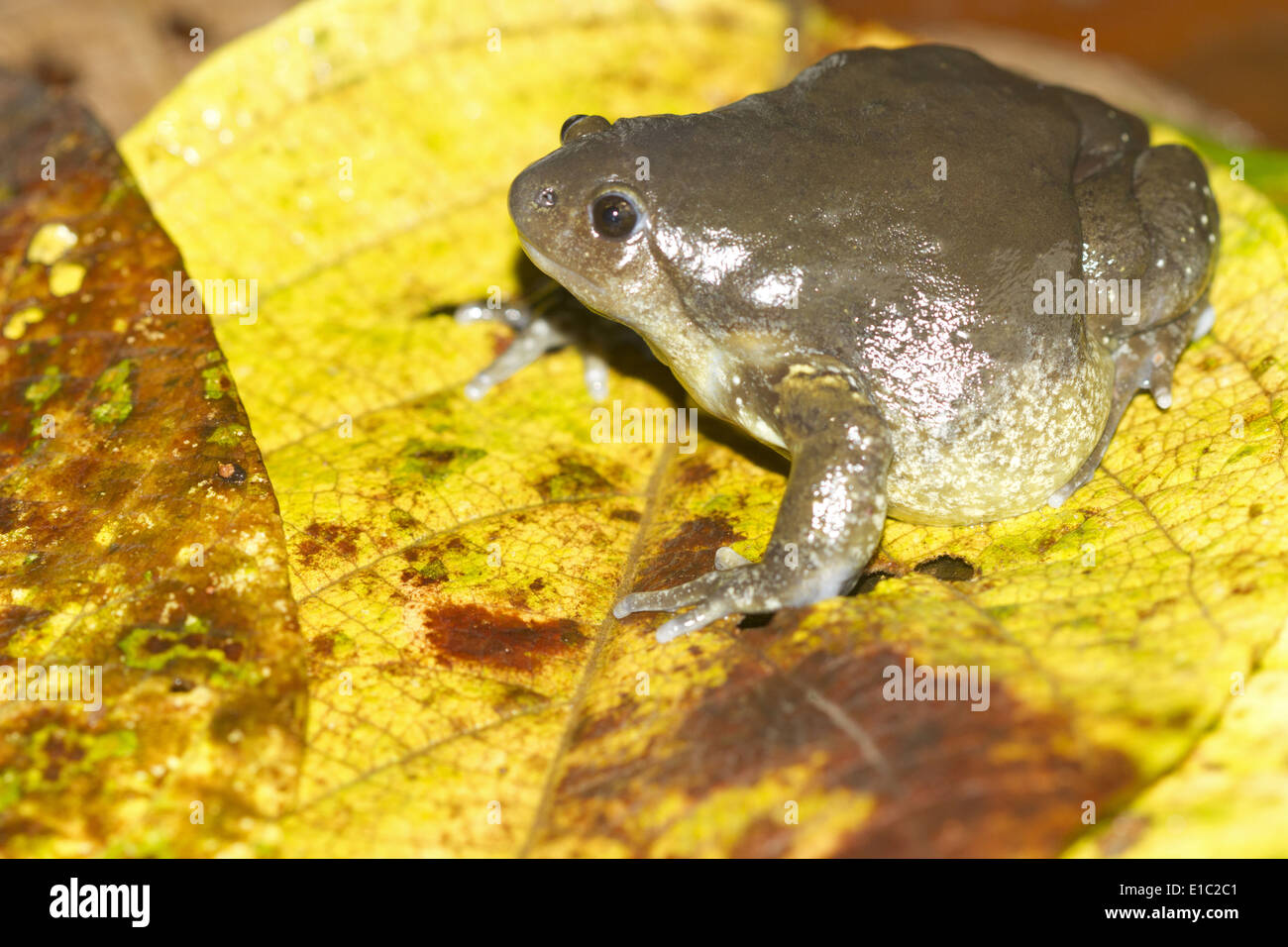 Rana di palloncino, Uperodon globulosus, Keri, Sattari, Goa, India Foto Stock