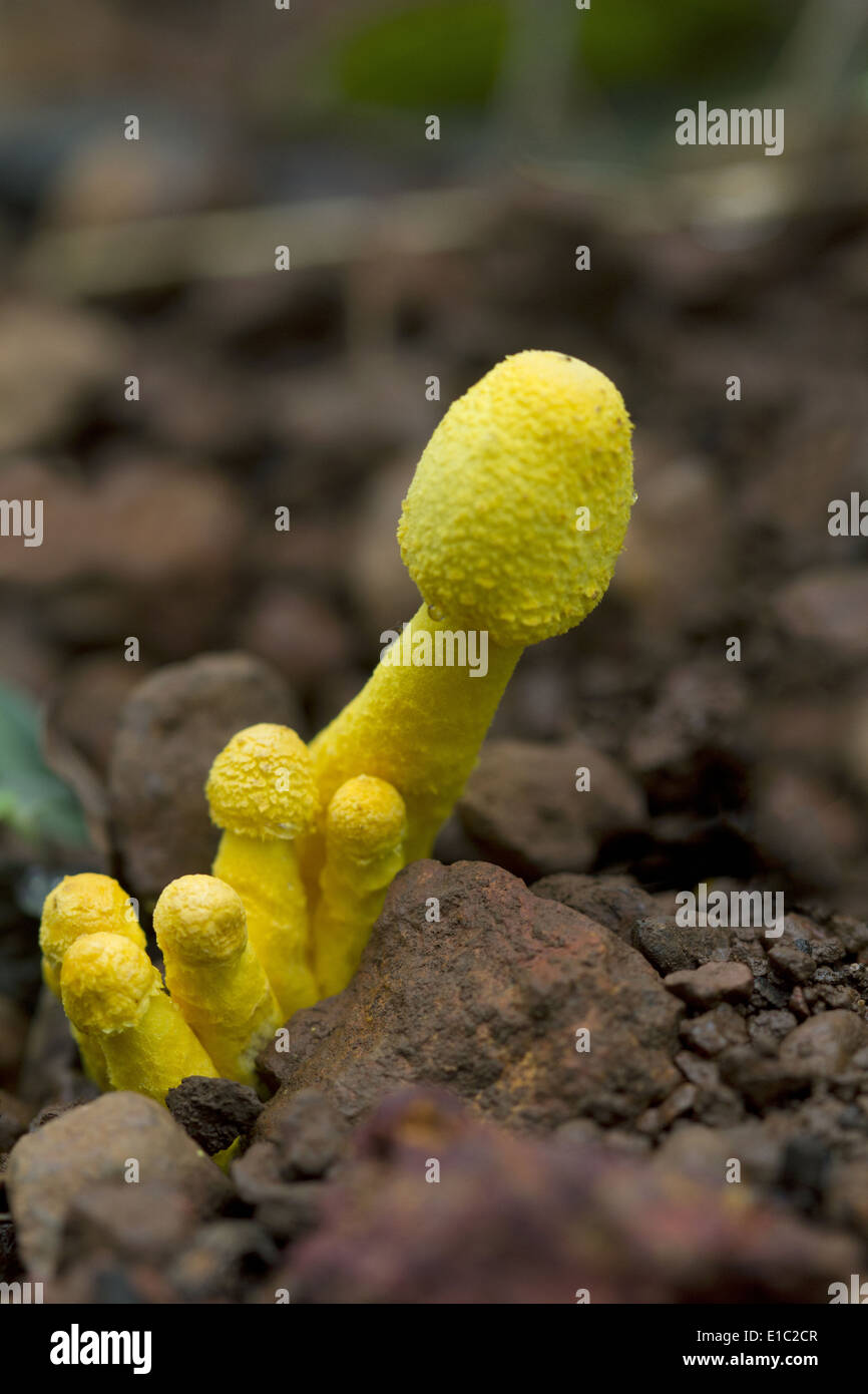 Unidentified specie di fungo non commestibile, laterite altopiano, Goa, India Foto Stock