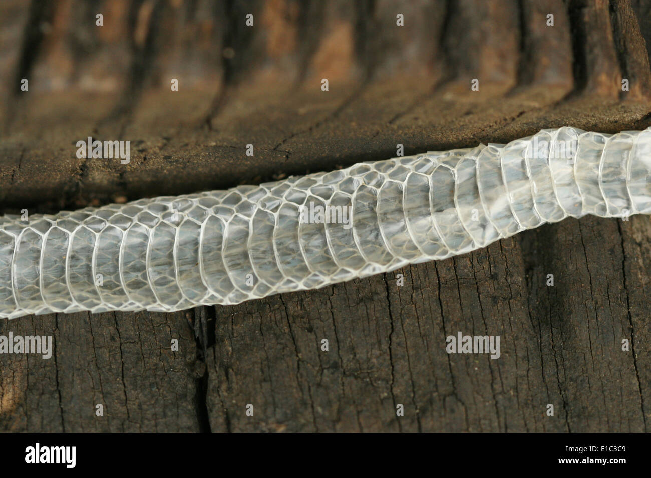 Moulted pelle o pelle shedded di un albero Bronzeback Snake, Chorla Ghats, India Foto Stock