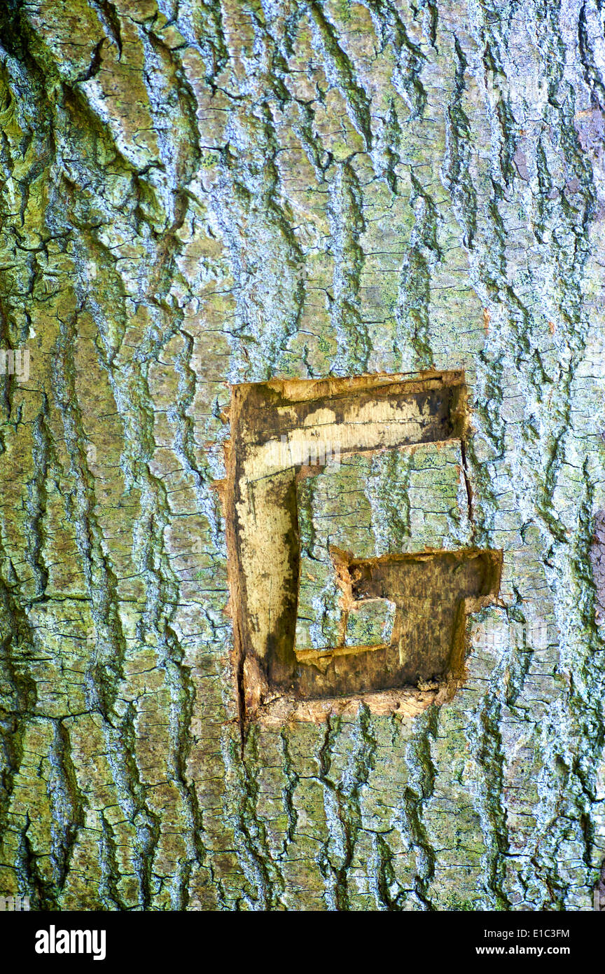 Lettera G scolpite nella corteccia di albero Foto Stock