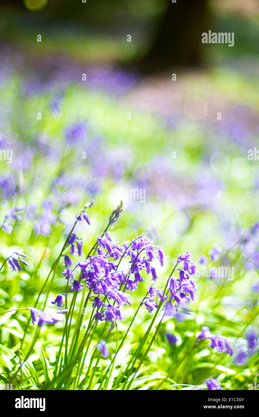 Blue Bell boschi in primavera Foto Stock